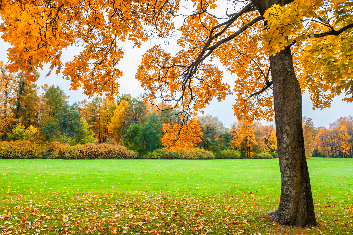 Maple tree with fall leaves in a park